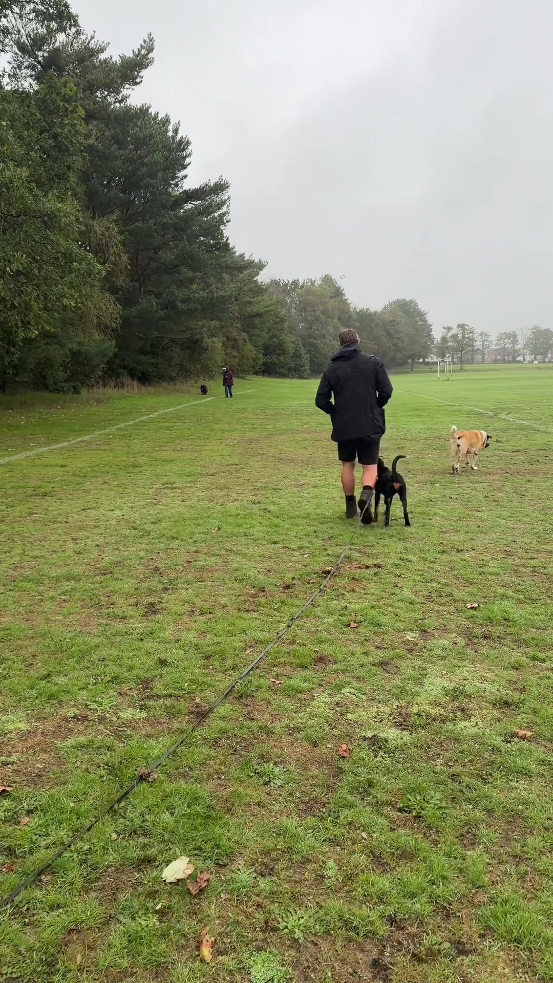 @rbdogtraining