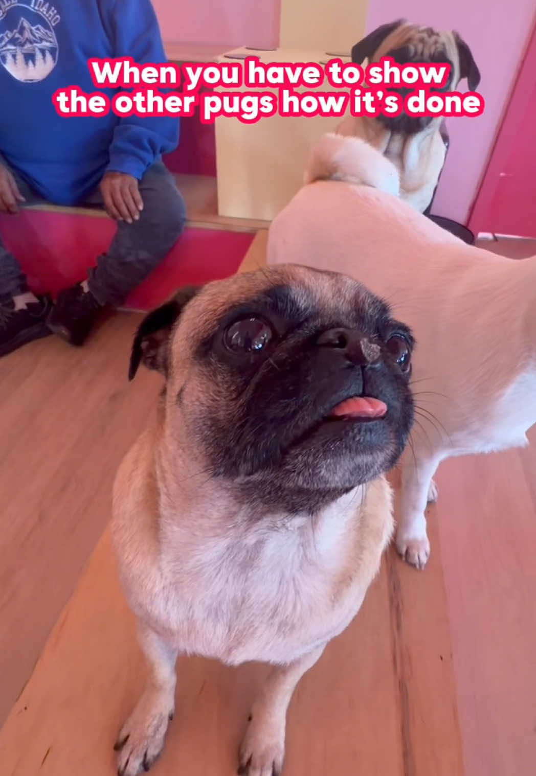 @CuppaPug