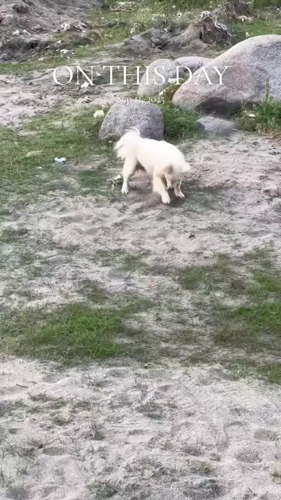@PETS LOVER 🐕