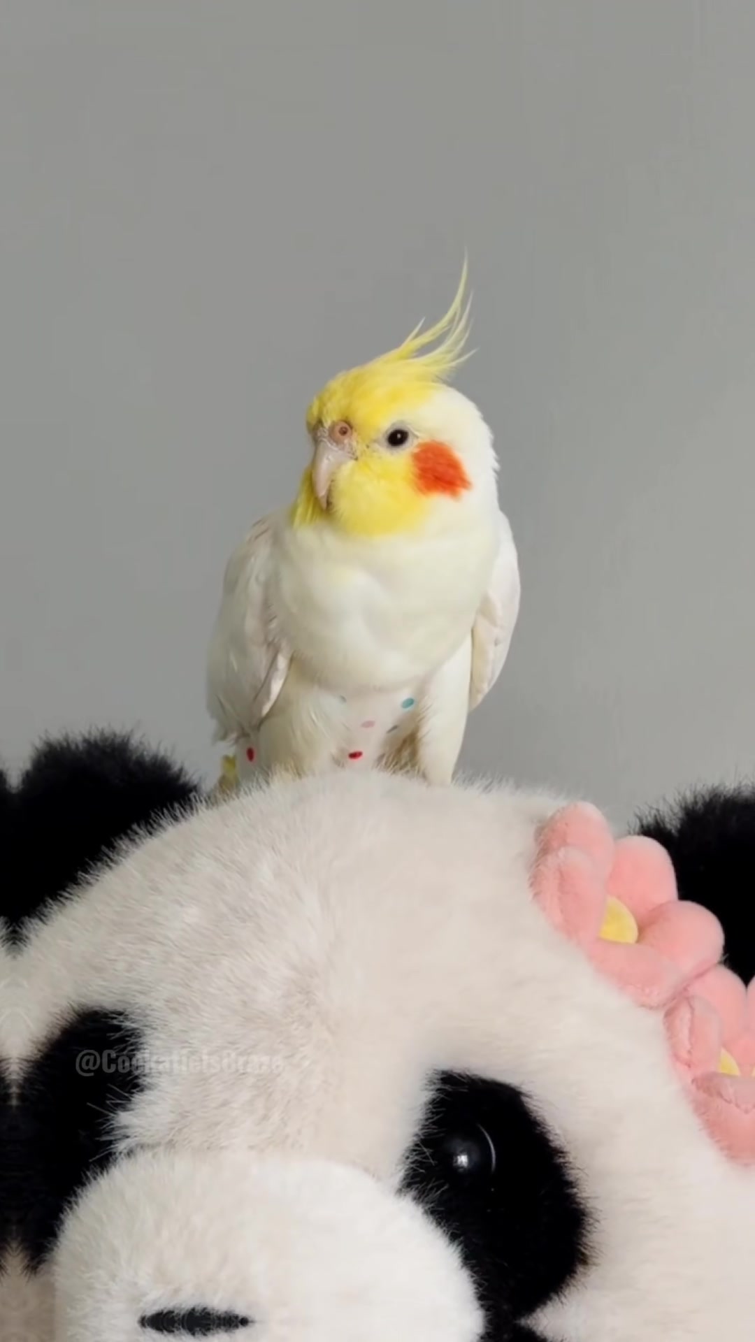 @Cockatiels Craze