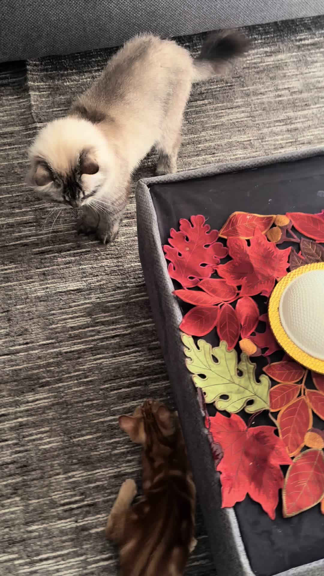 @asoolcat