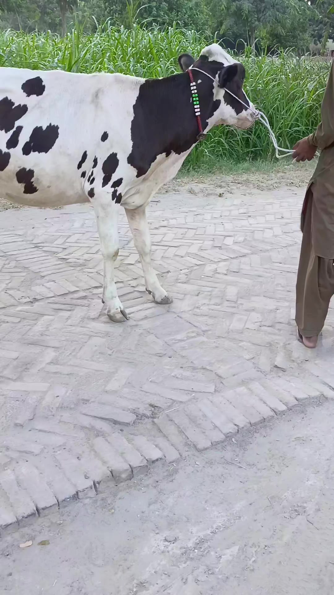 @Usmandairyfarmlayyah