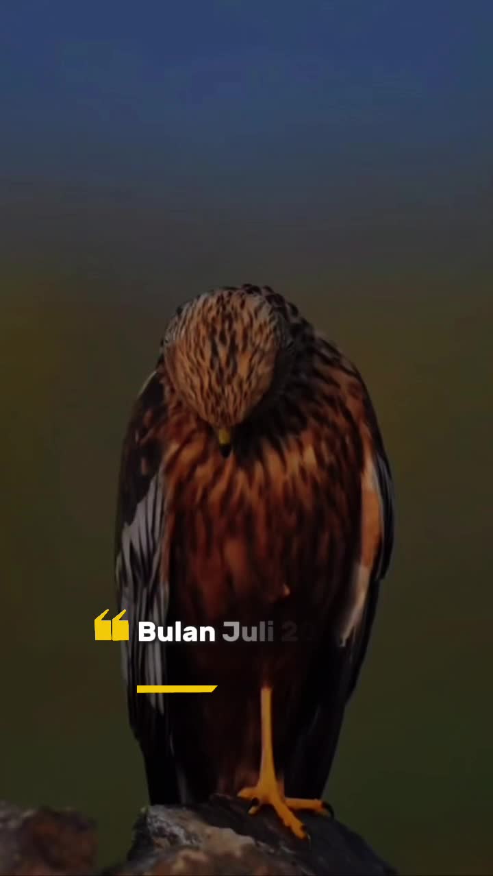 @ᥫ᭡ᴄᴇᴏ_ᴏғ_sᴛᴏʀʏ