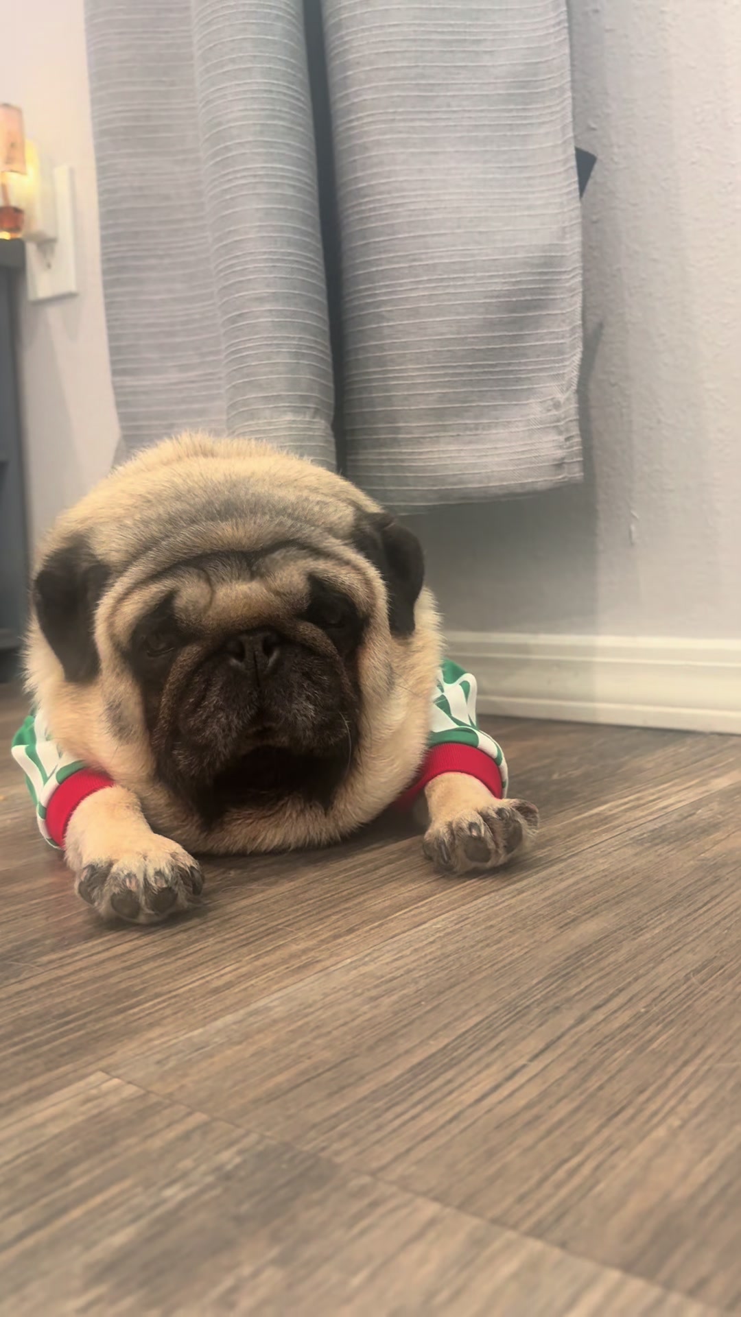 @Rocki the Pug ๐ถ