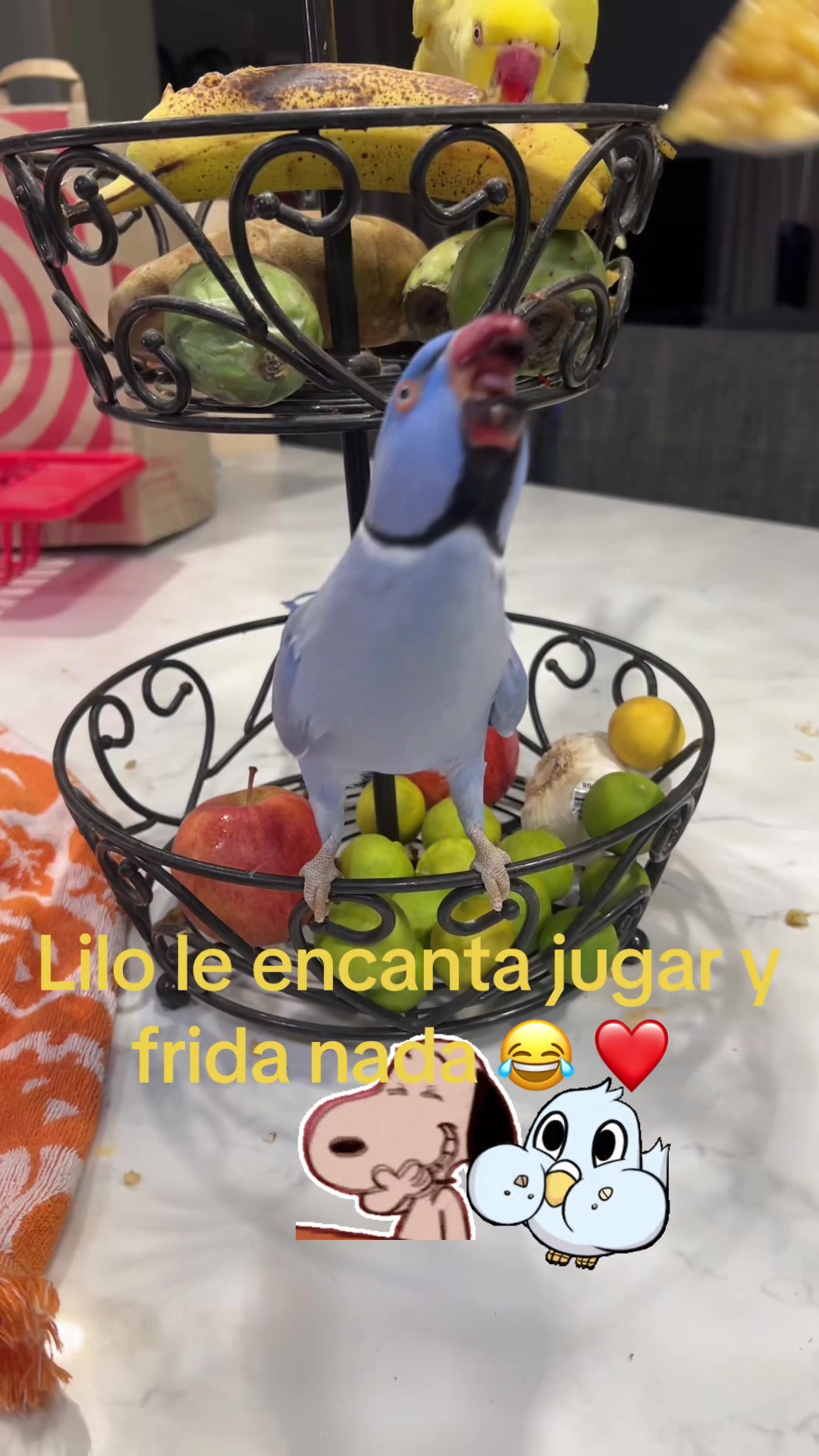 @Lilo & Frida