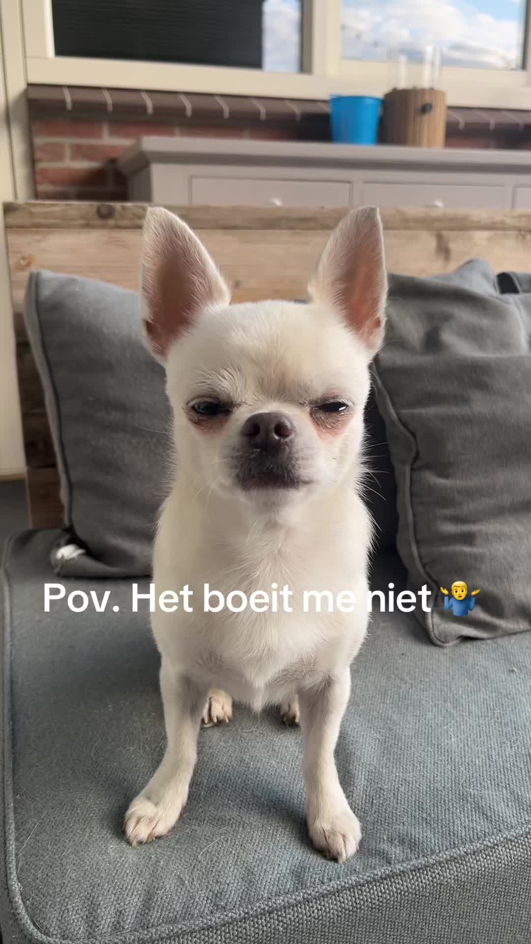 @Danielle |(chihuahua)mama 🐕🩵