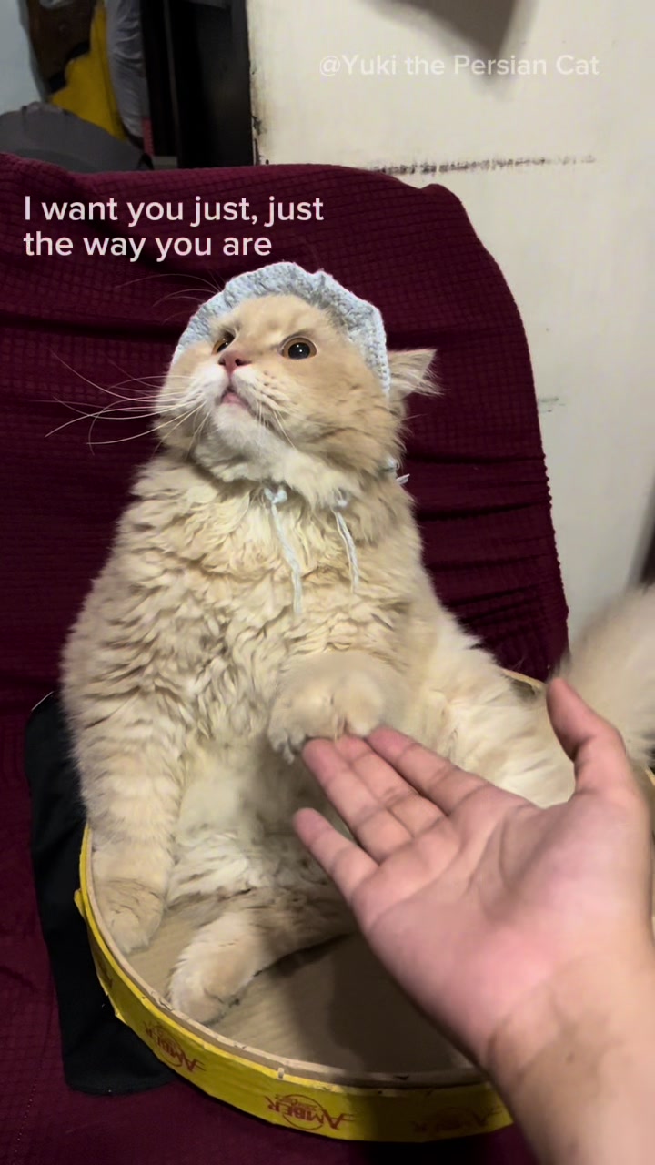 @Yuki the Persian Cat