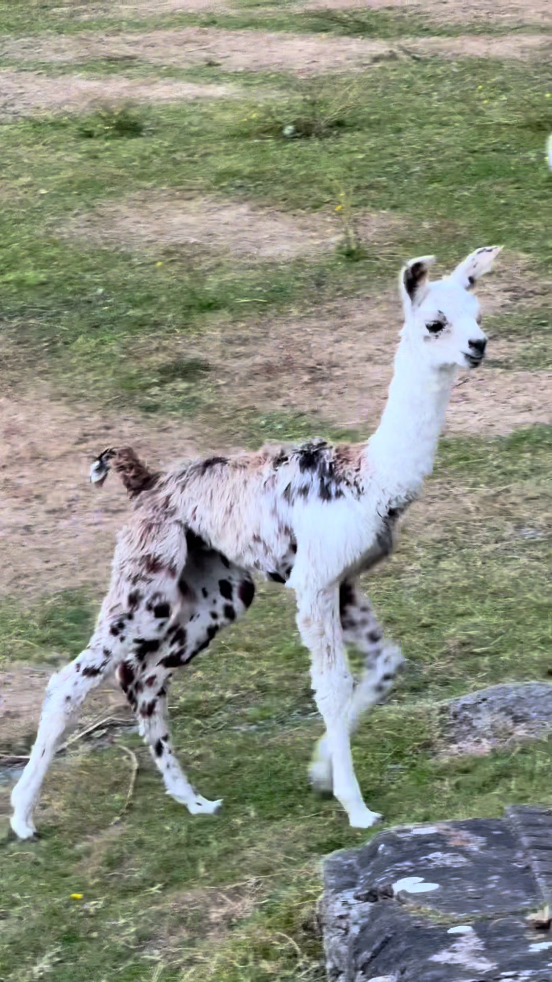 @Bardsea Alpacas and Llamas