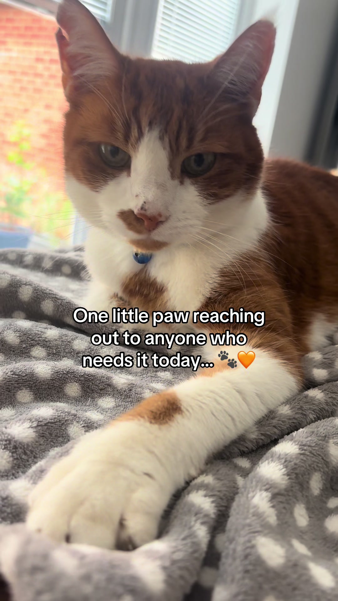 @😺Timothythecat0😺