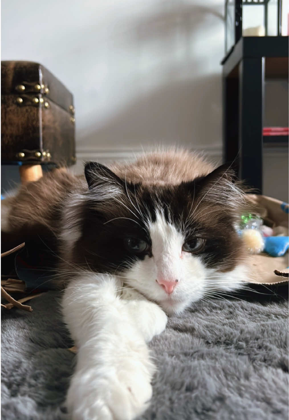 @Ted the ragdoll cat 🐾