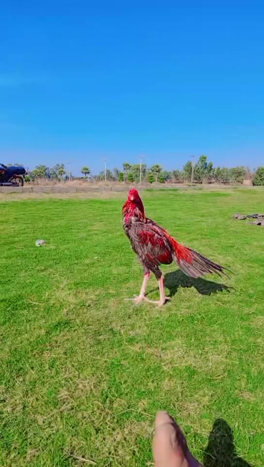 @꧁༒☬شہزاد🦅احمد☬༒꧂