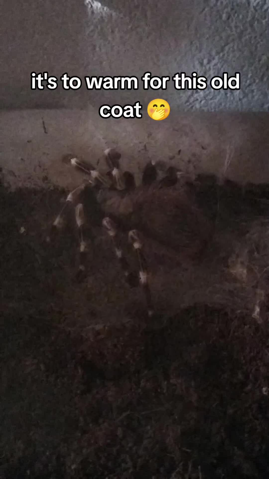 @Bestiesbeasties