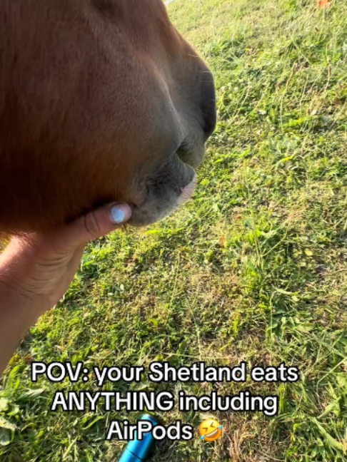 @Horses TikTok