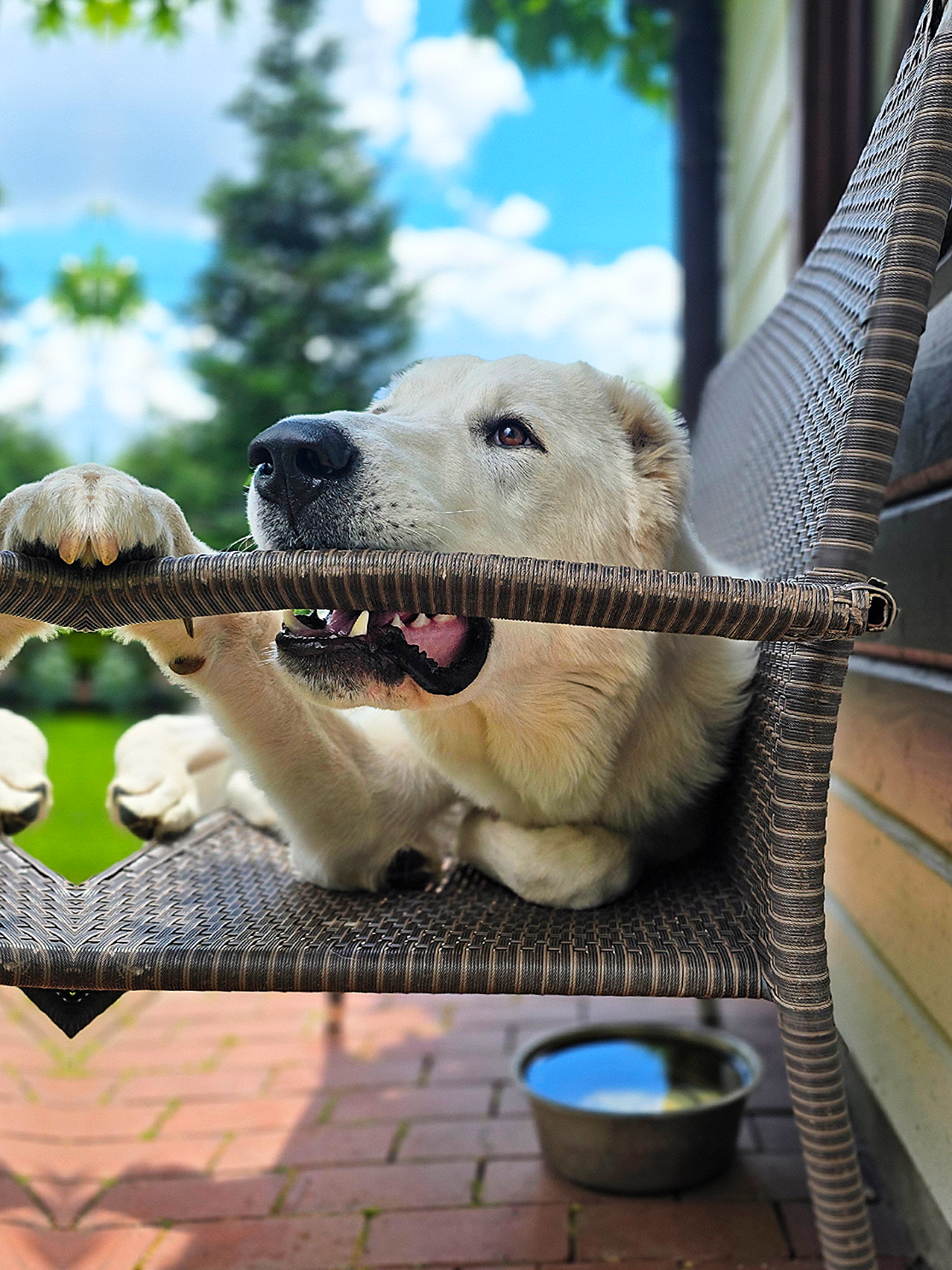 @ABELHAYATKENNEL