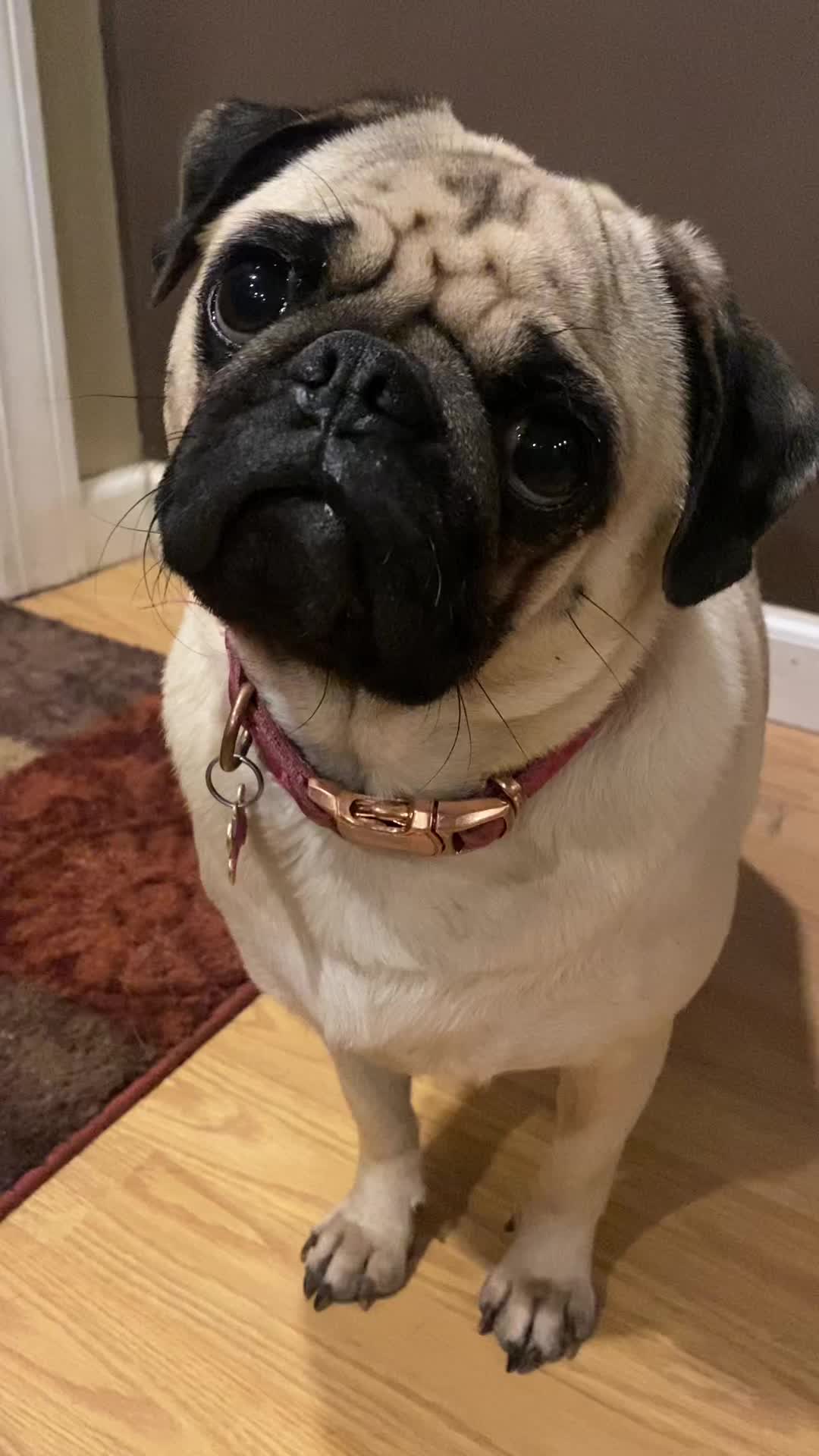 @Pugaddict