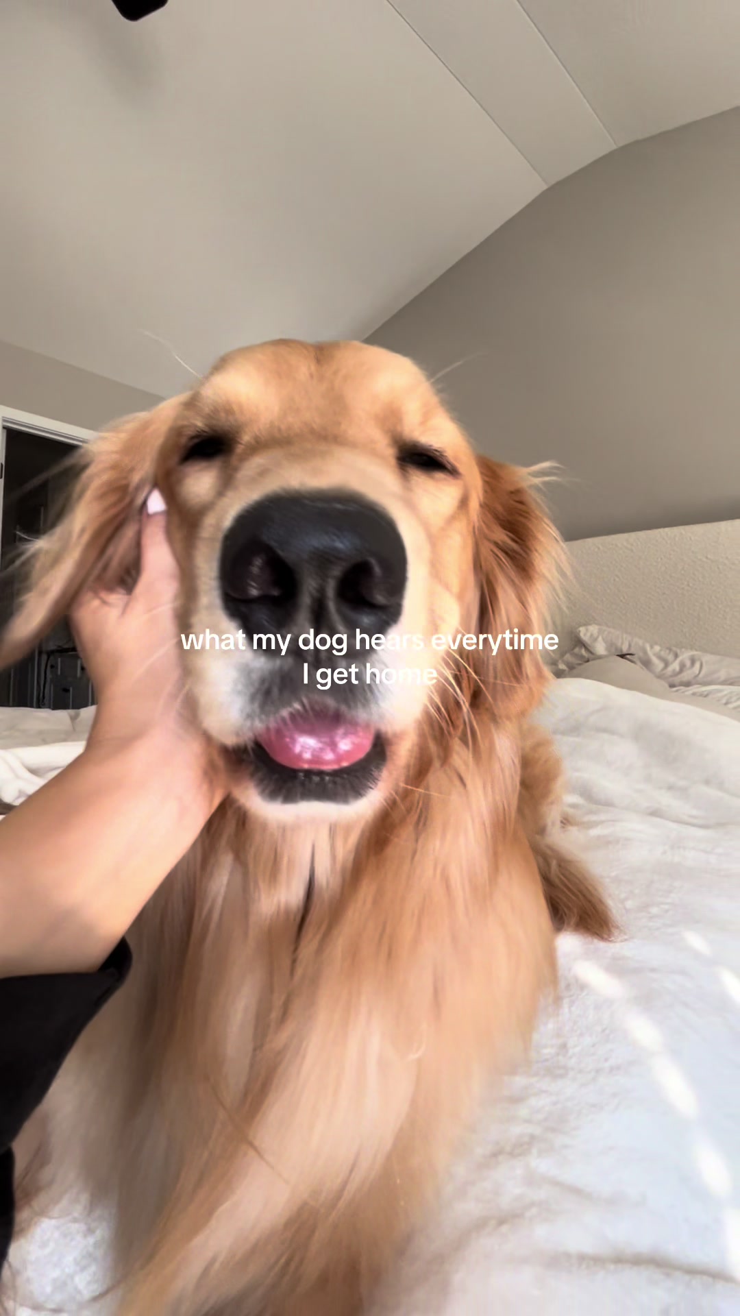 @novathegoldenn