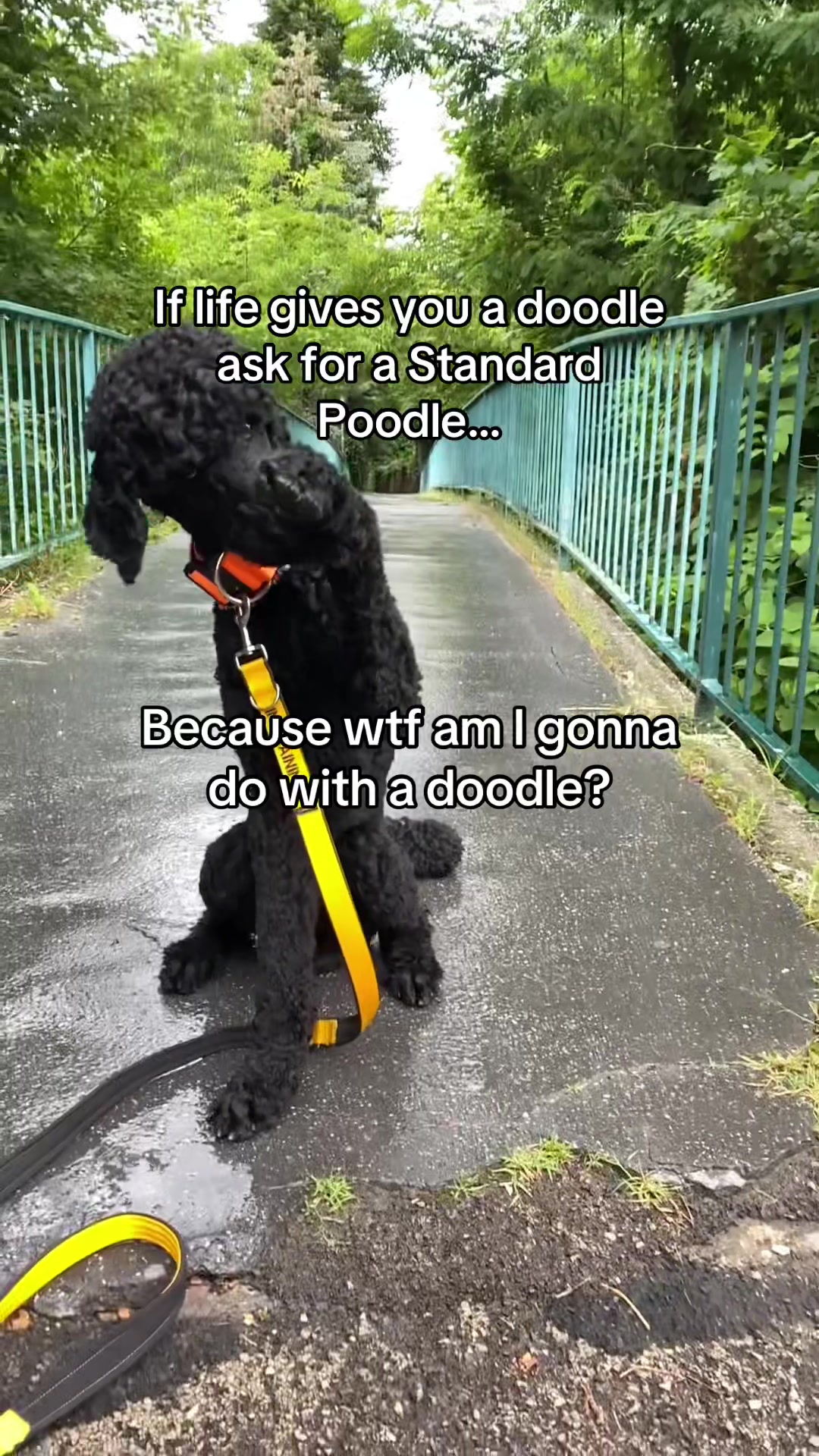 @Stinkebär