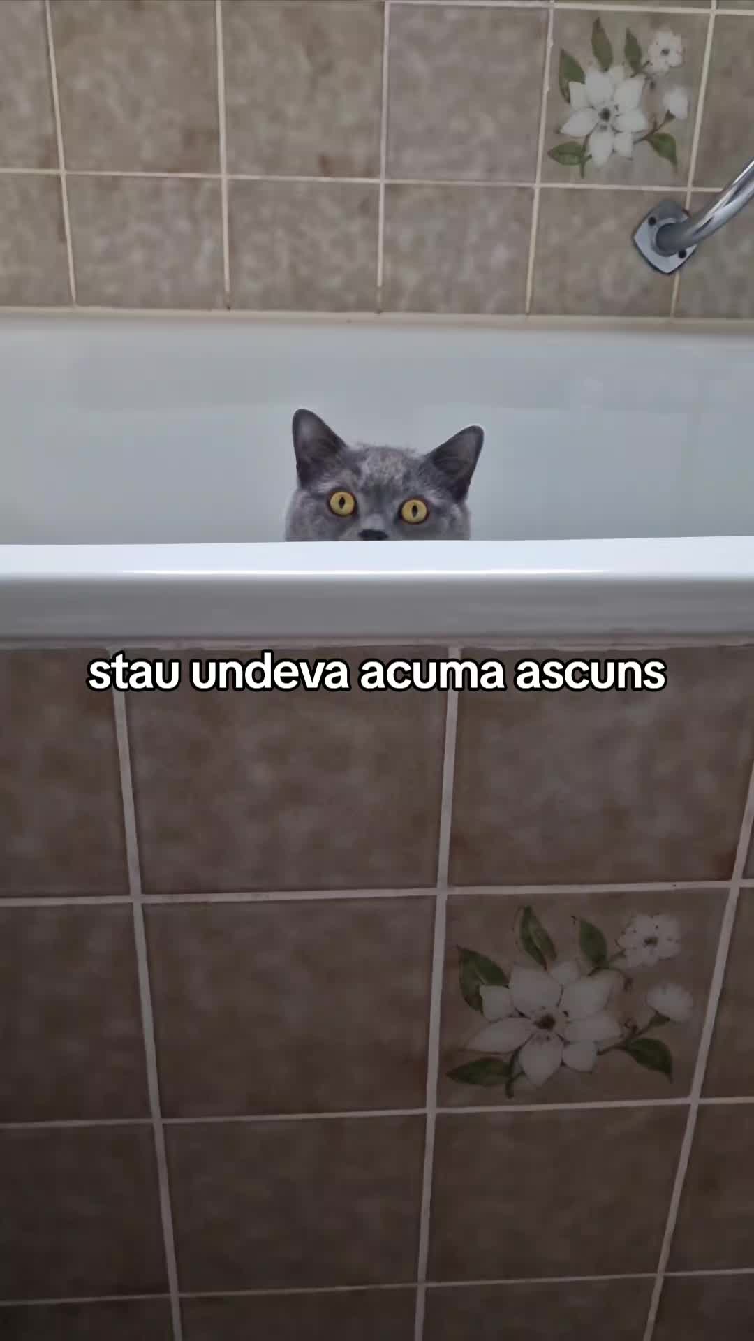 @myoaramicu
