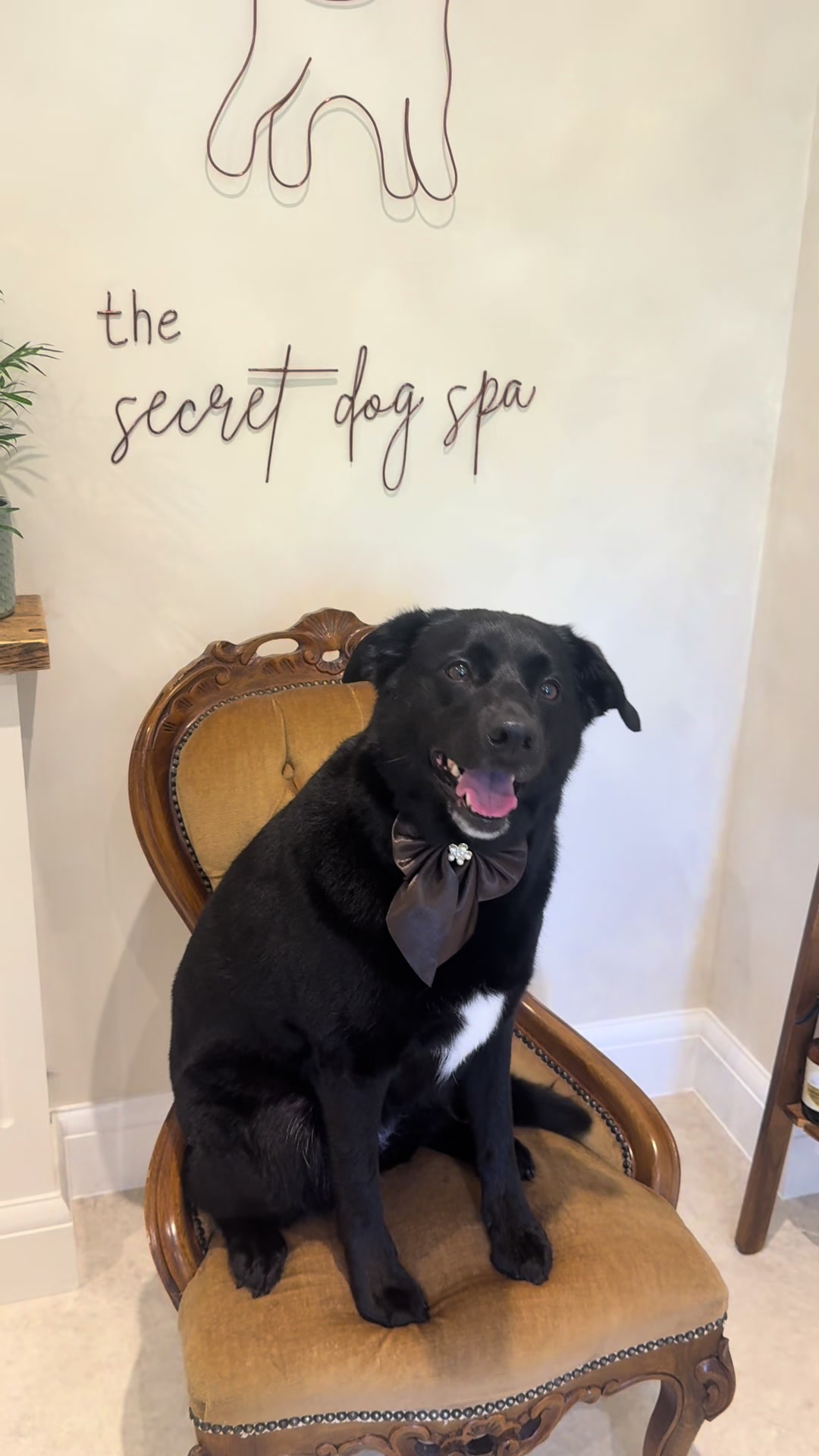 @thesecretdogspa