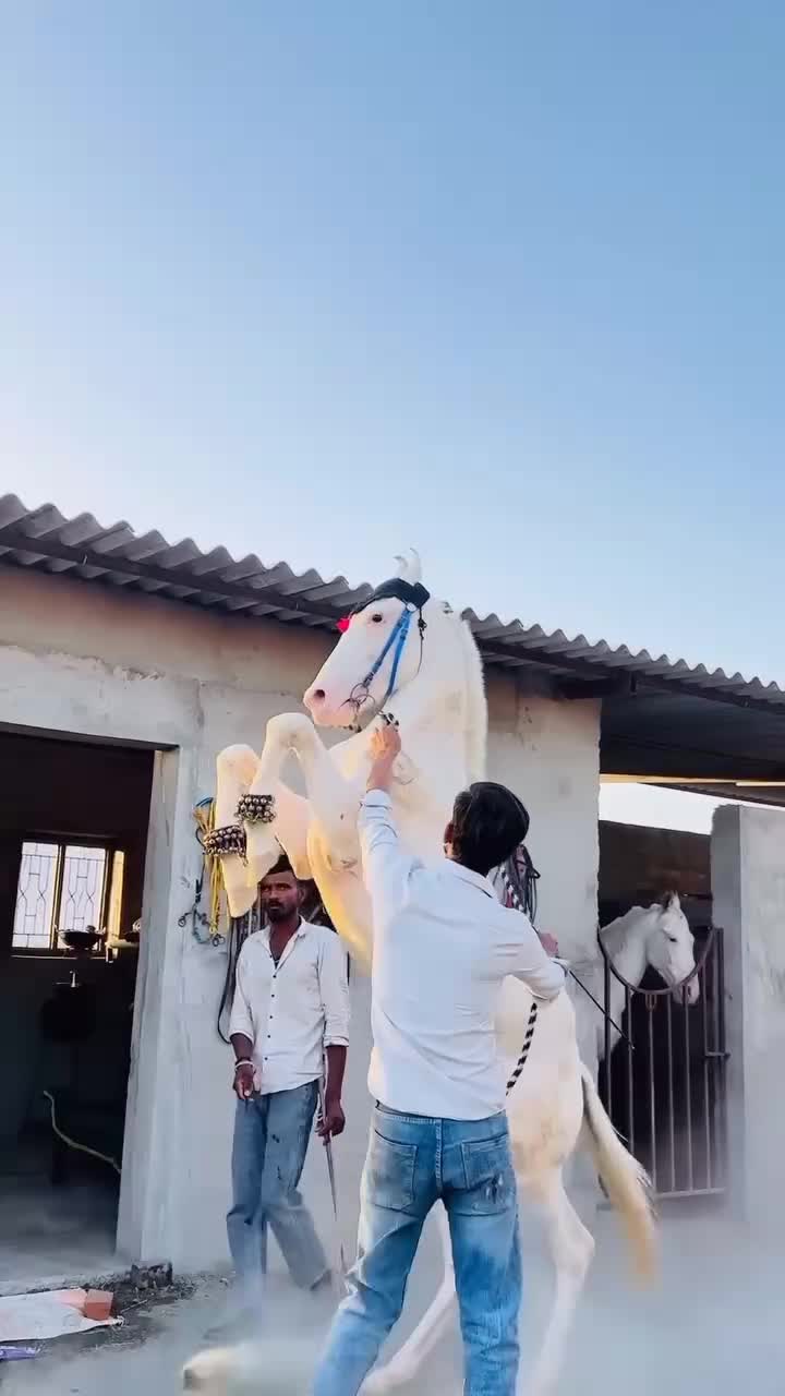 @🏇 MARWARI HORSE RACING 🏇