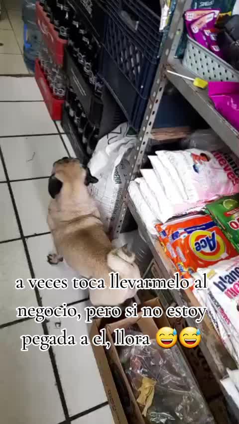 @pug.lovers53