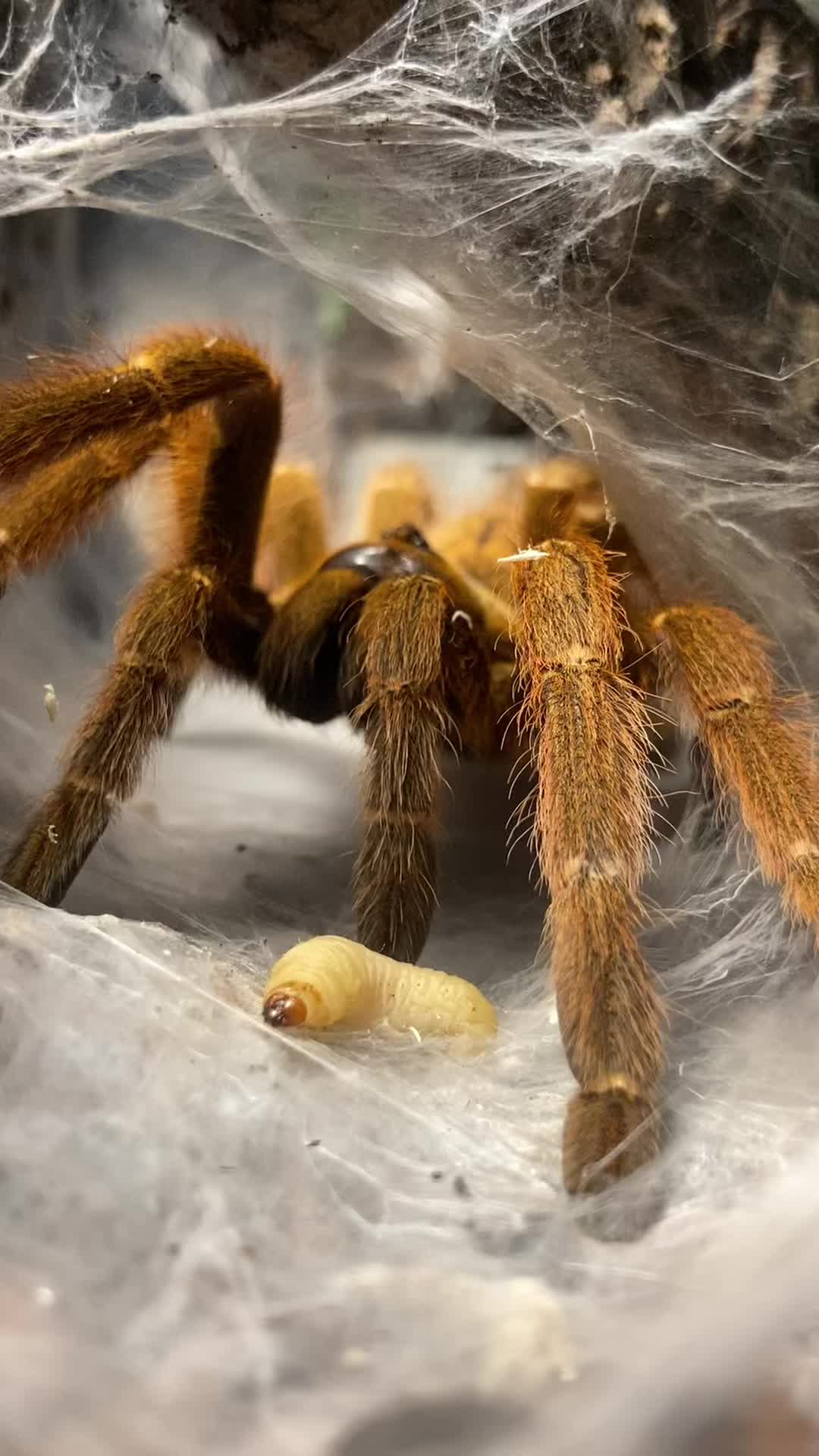 @🕷️𝓛𝓪𝓭𝔂𝓢𝓬𝓪𝓻𝓮🕷️