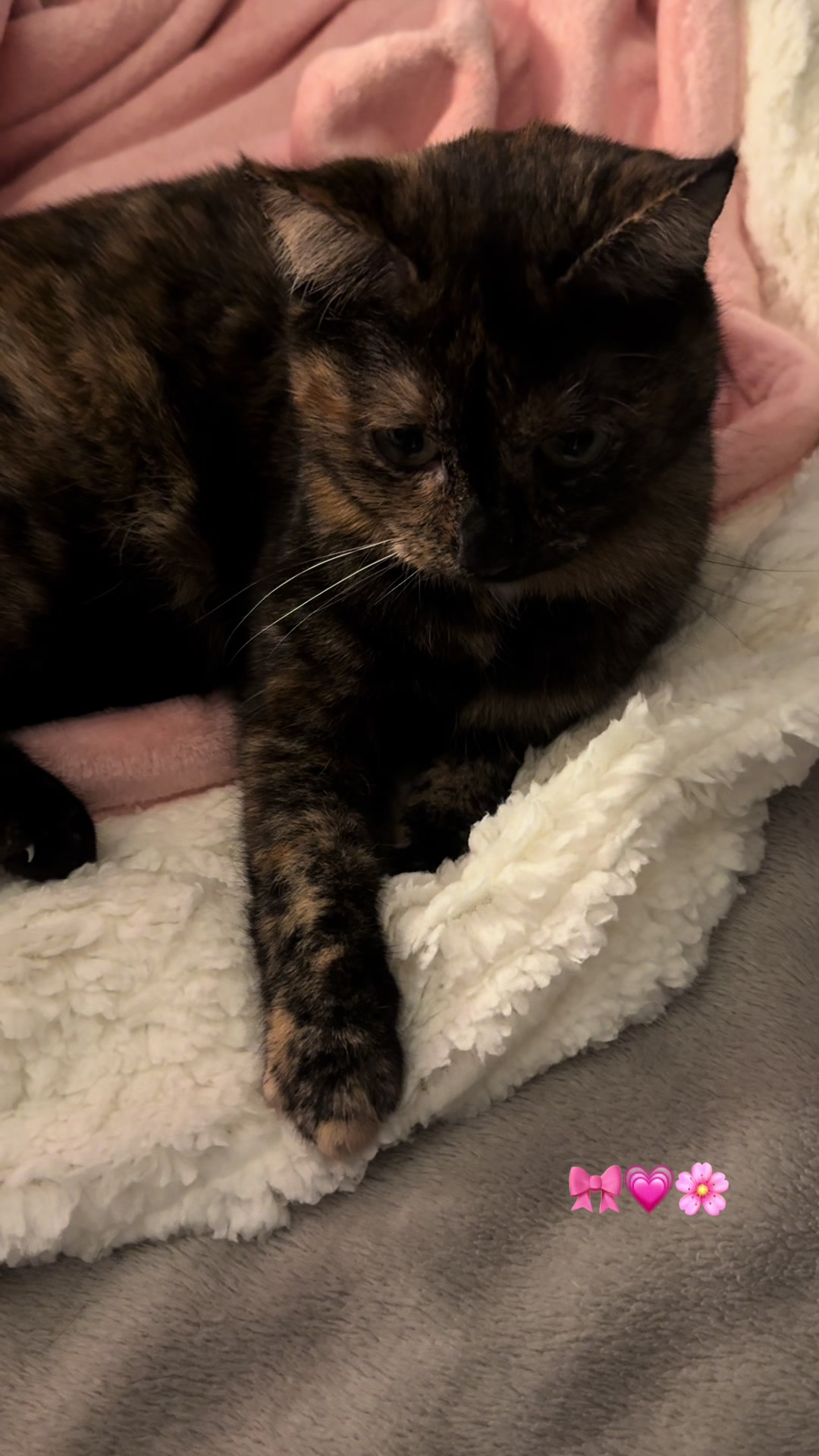 @Nala & Simba