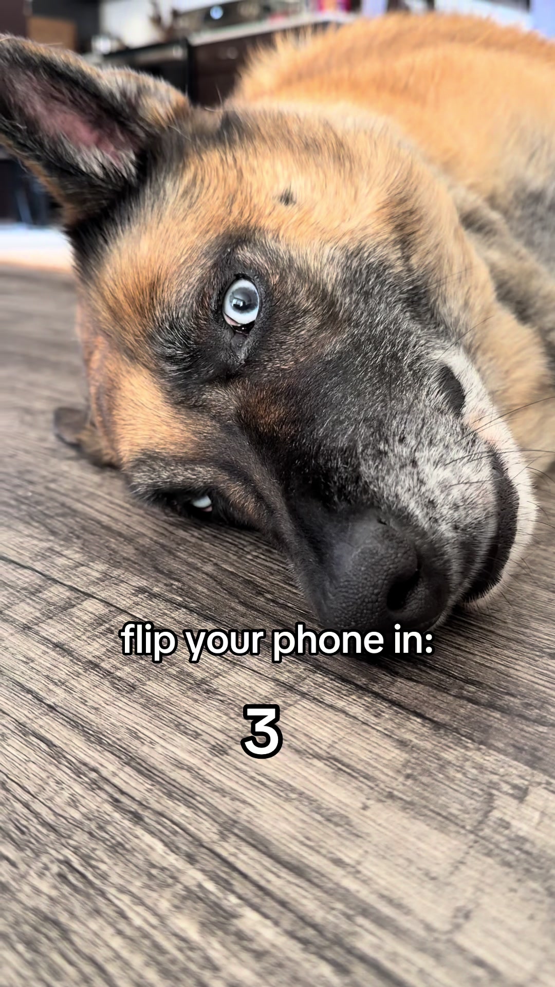 @elliemaeblueeyeshepherd