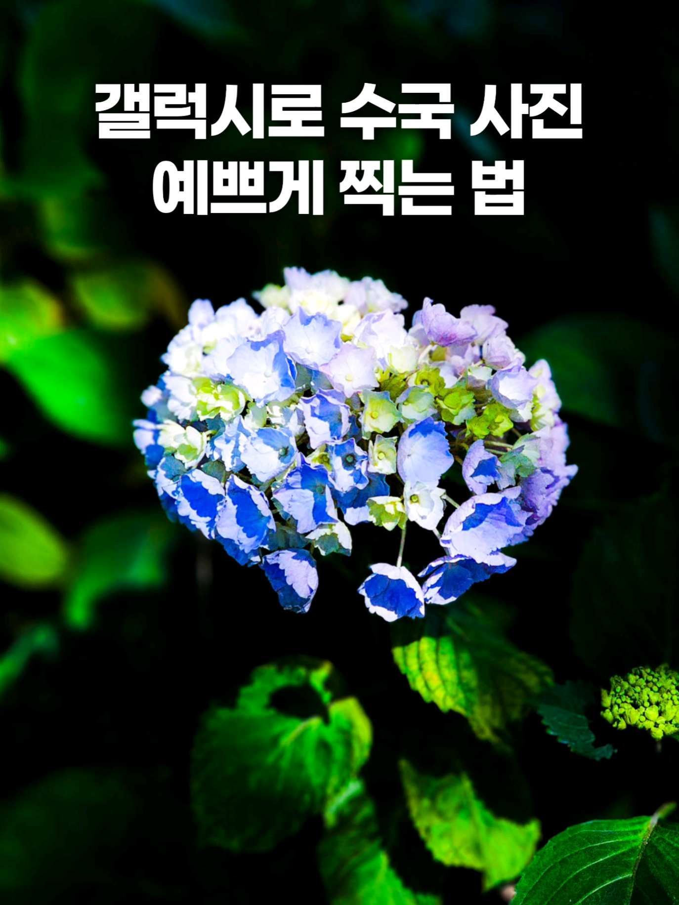 @주니웨어 주니