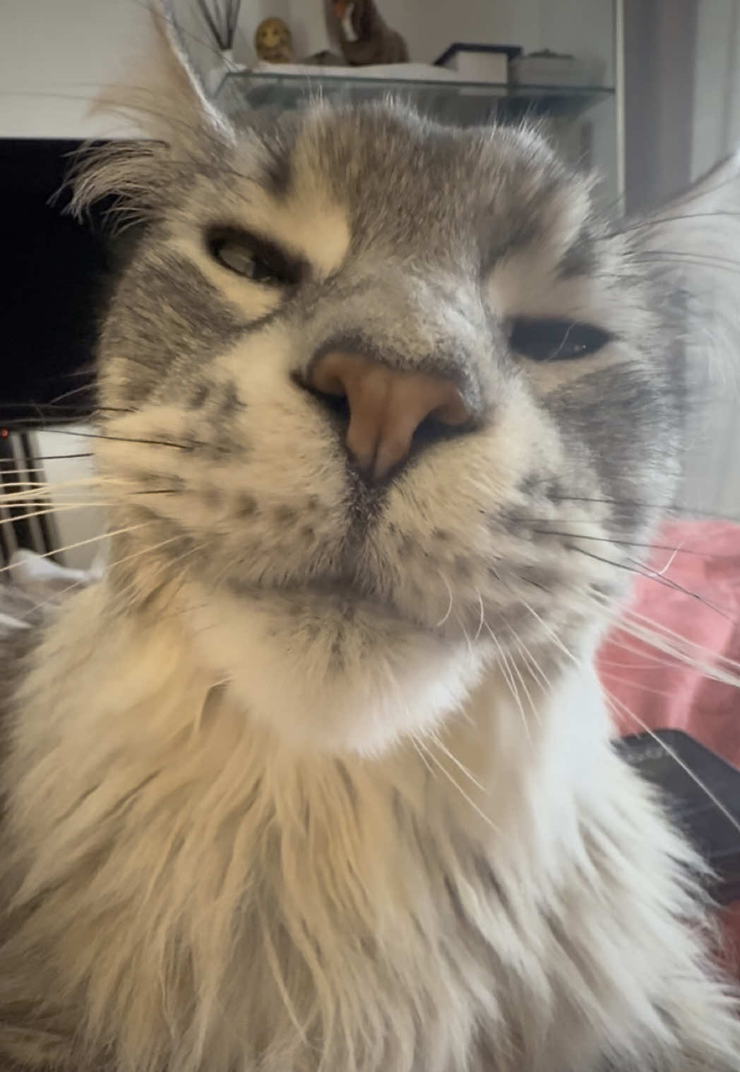 @Maine Coons | Ted & Kissa