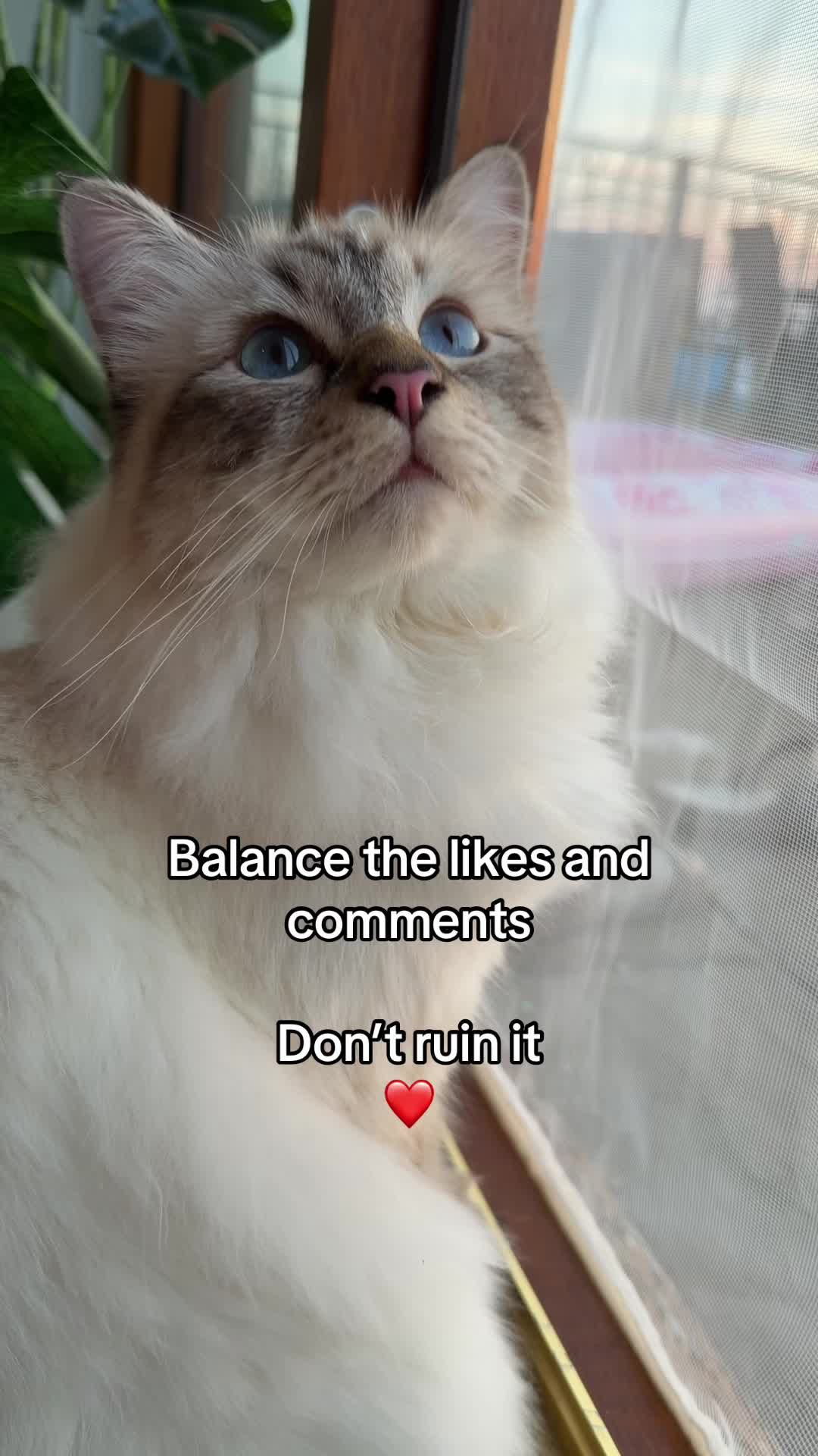 @Coco, Mochi & Figgy ๐ Kayla