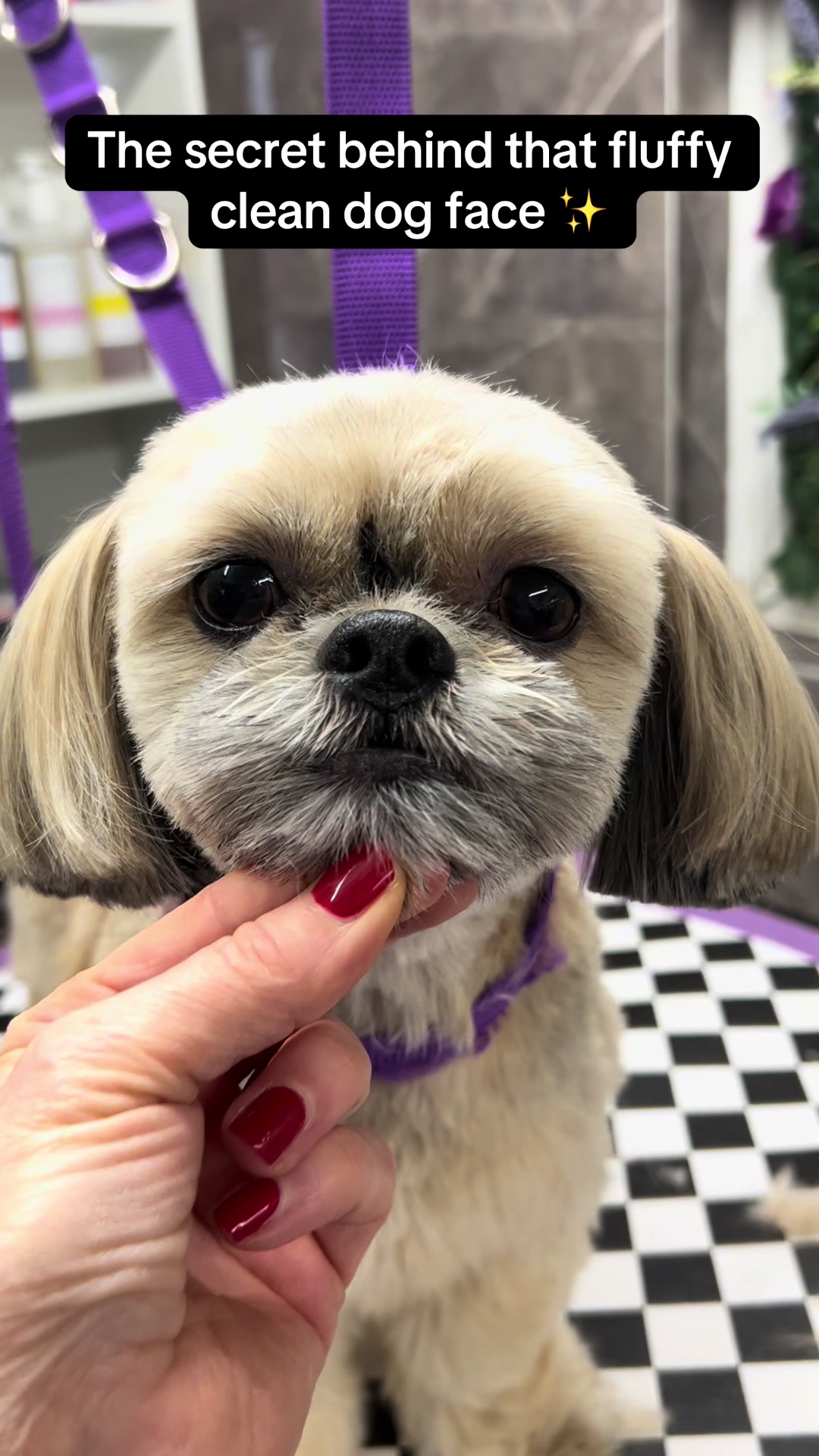 @Poochiepoosdoggrooming