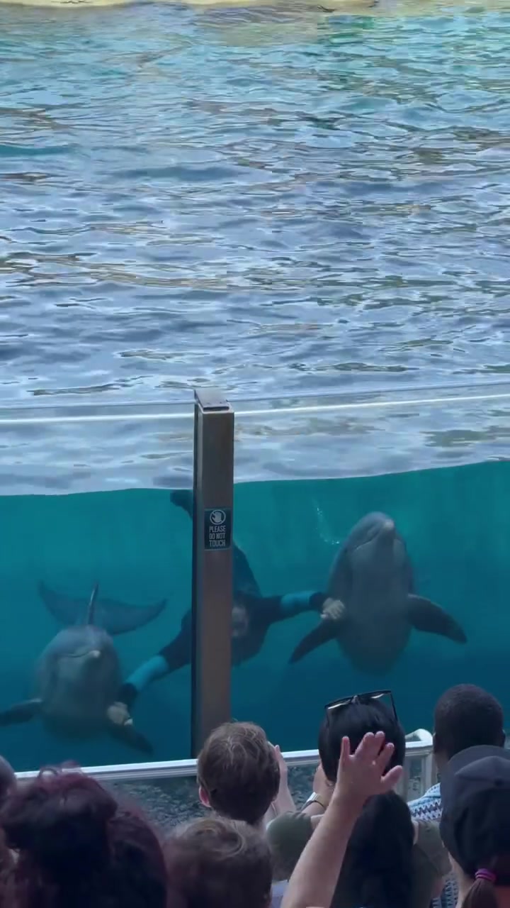 @Dolphin 🐬 World 🌎