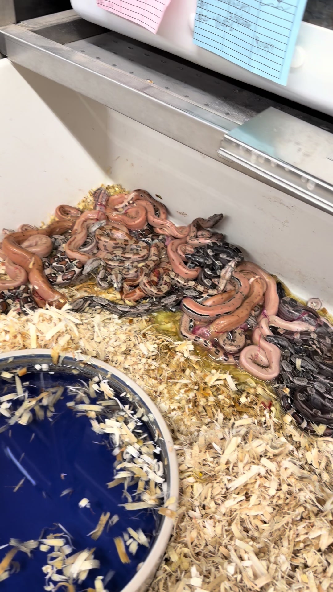 @Snake Country