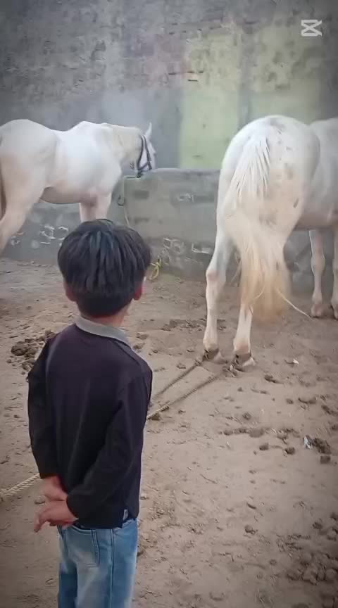 @majid kataria