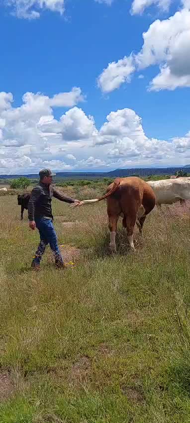@El zurdo🌵🐴