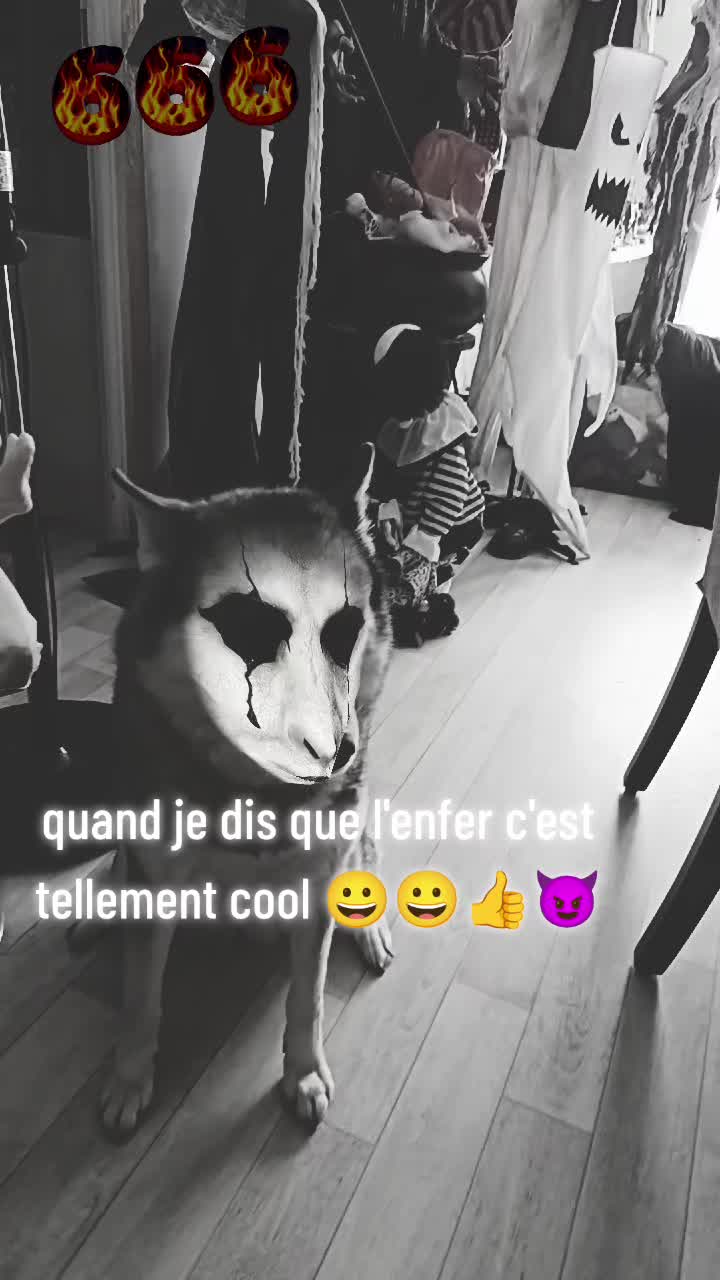 @dog et demon ➕😈 de lenfer ➕👻