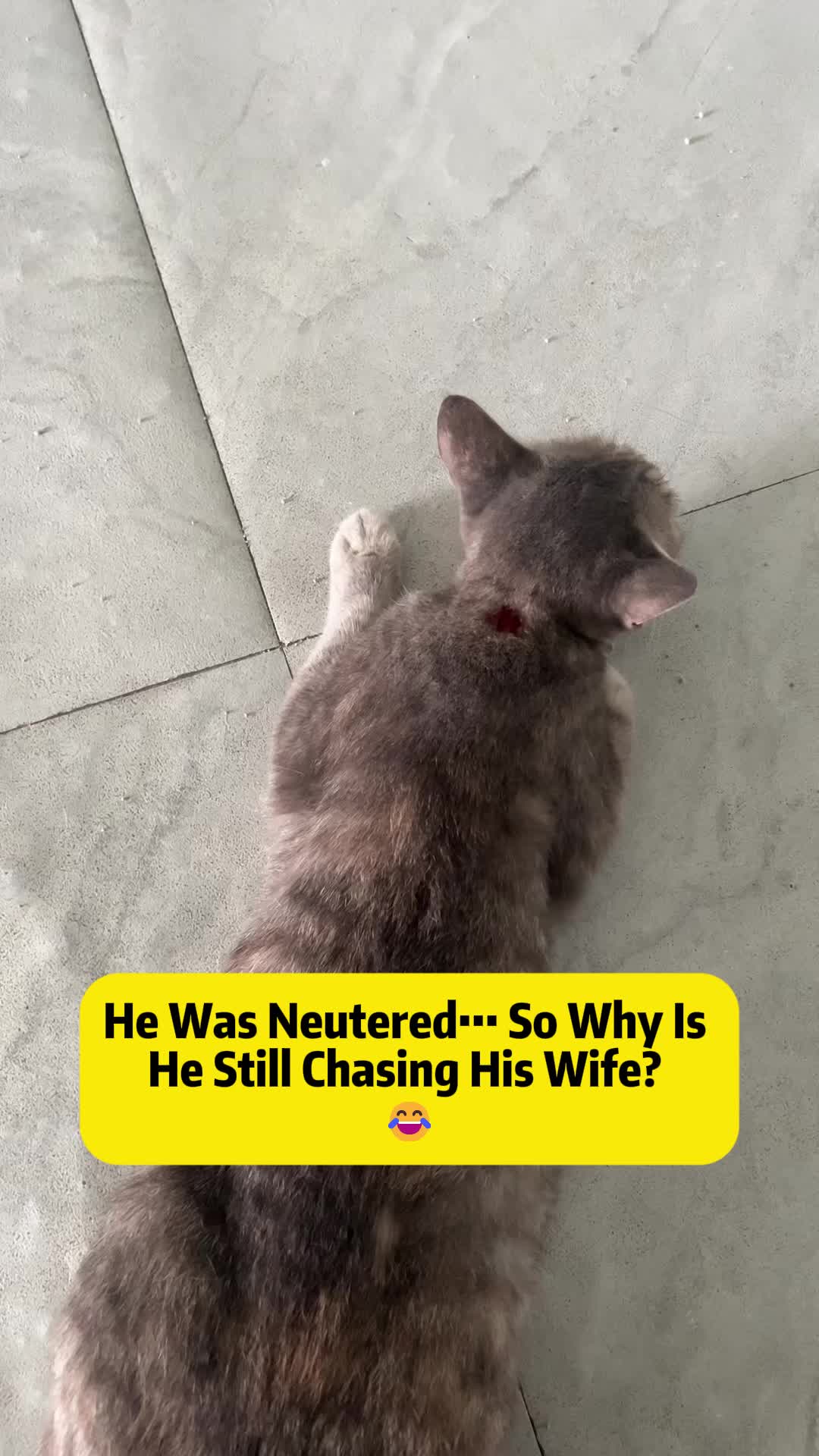 @Stray Cat Talkz