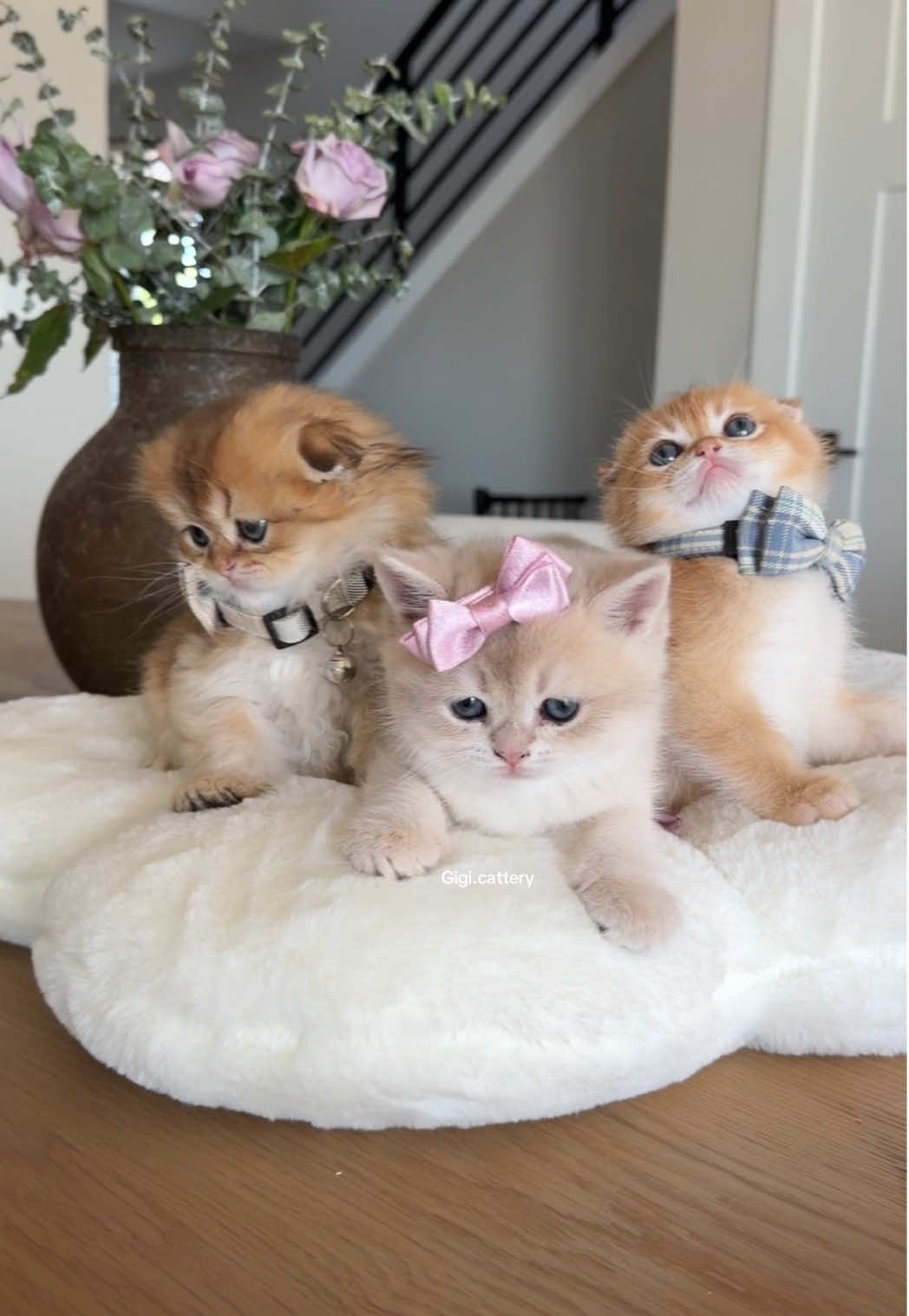 @gigi.cattery