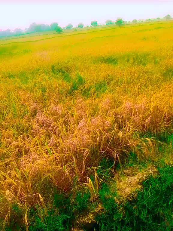 @Faiaz Laghari