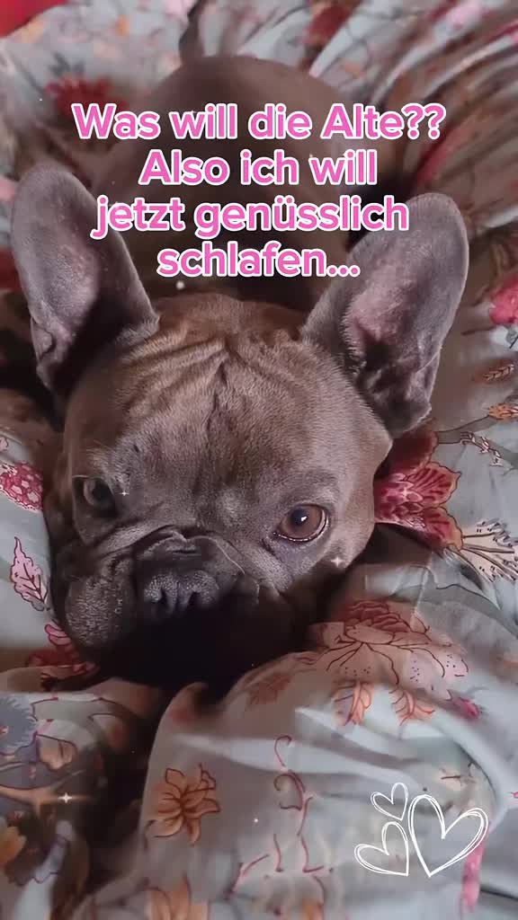 @FrenchieFrieda