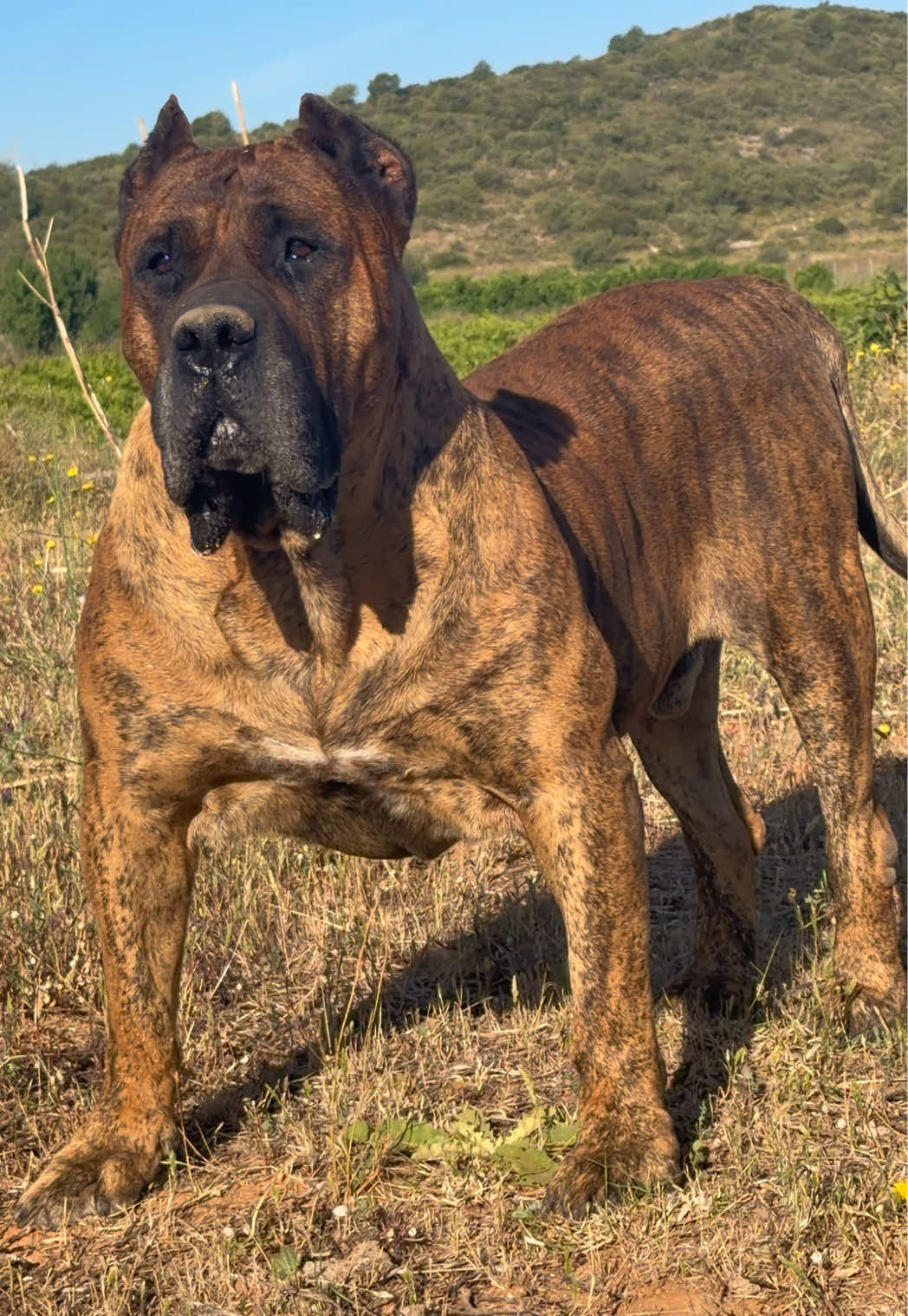 @Alberto Presa Canario Sanz