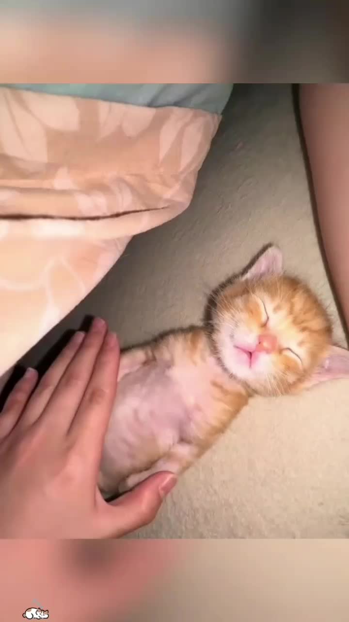 @Kitty Meow