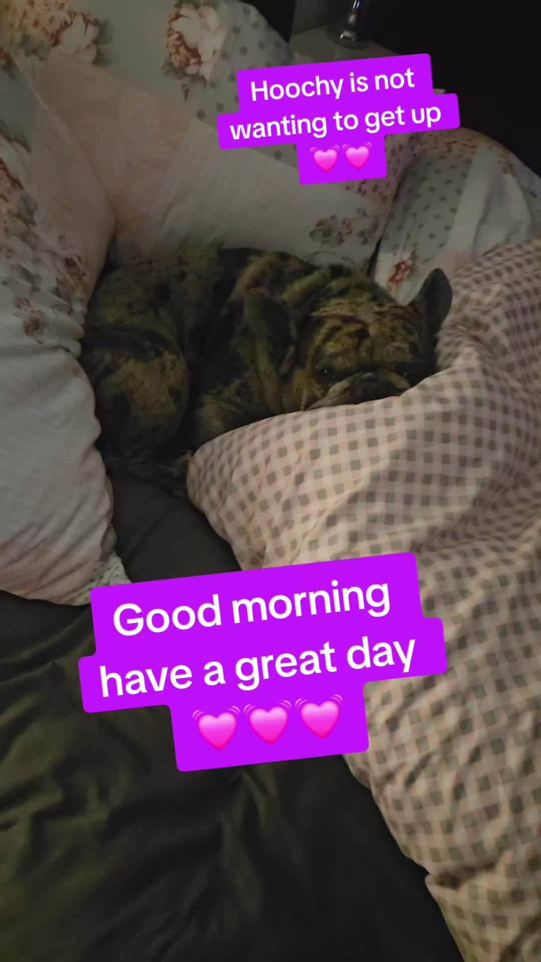 @Emma & Hooch ❤️🐾🐾