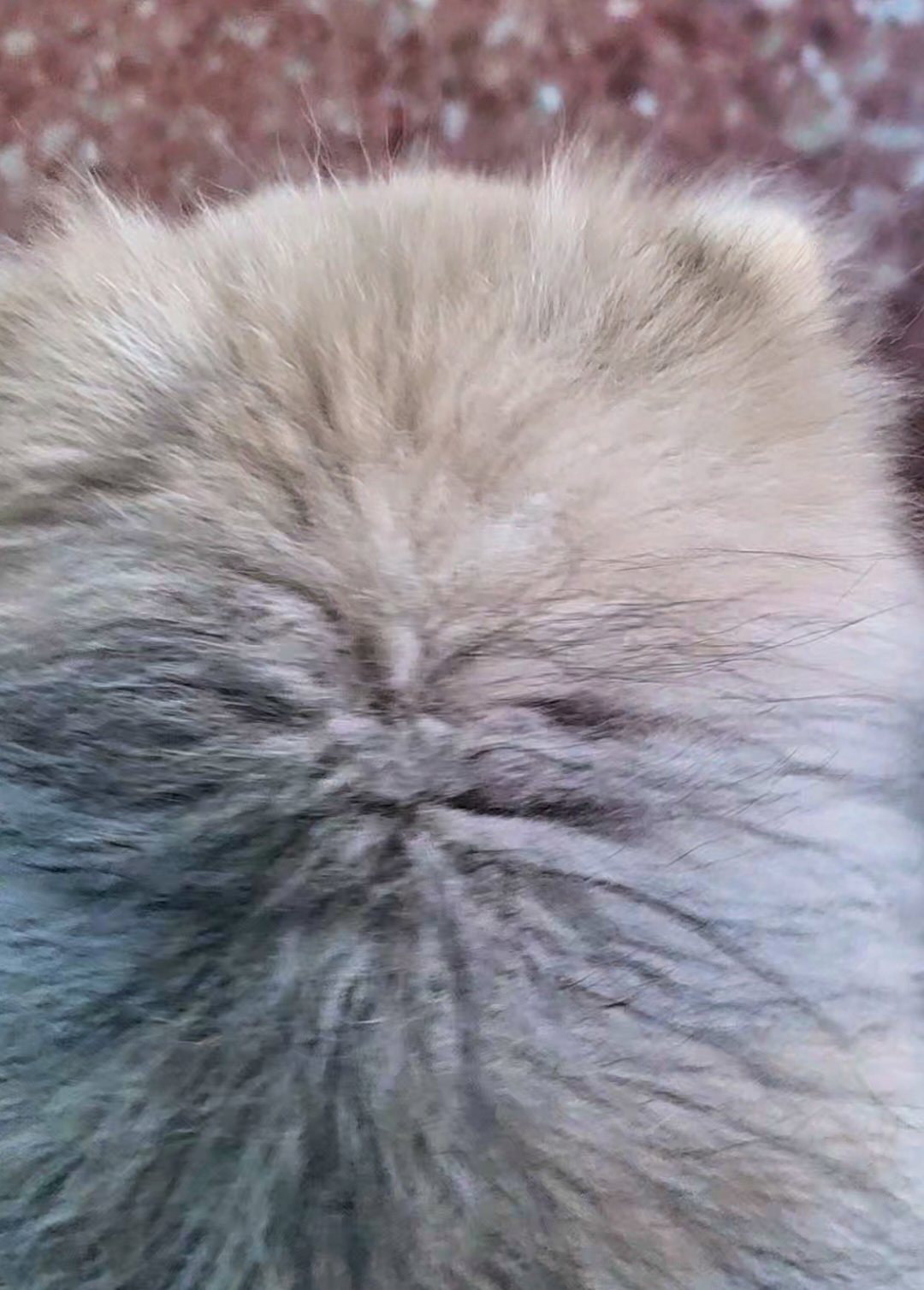 @baloo.the.pom