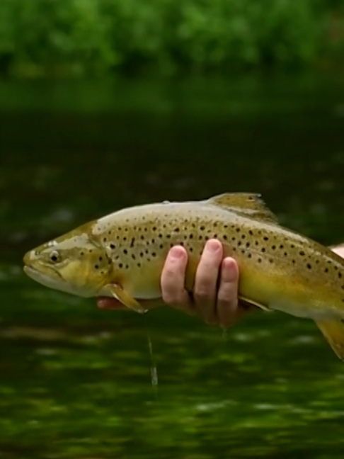 @Fishing TV