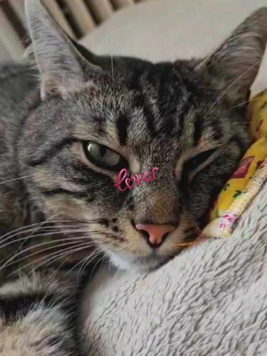 @sweetBenjiCat