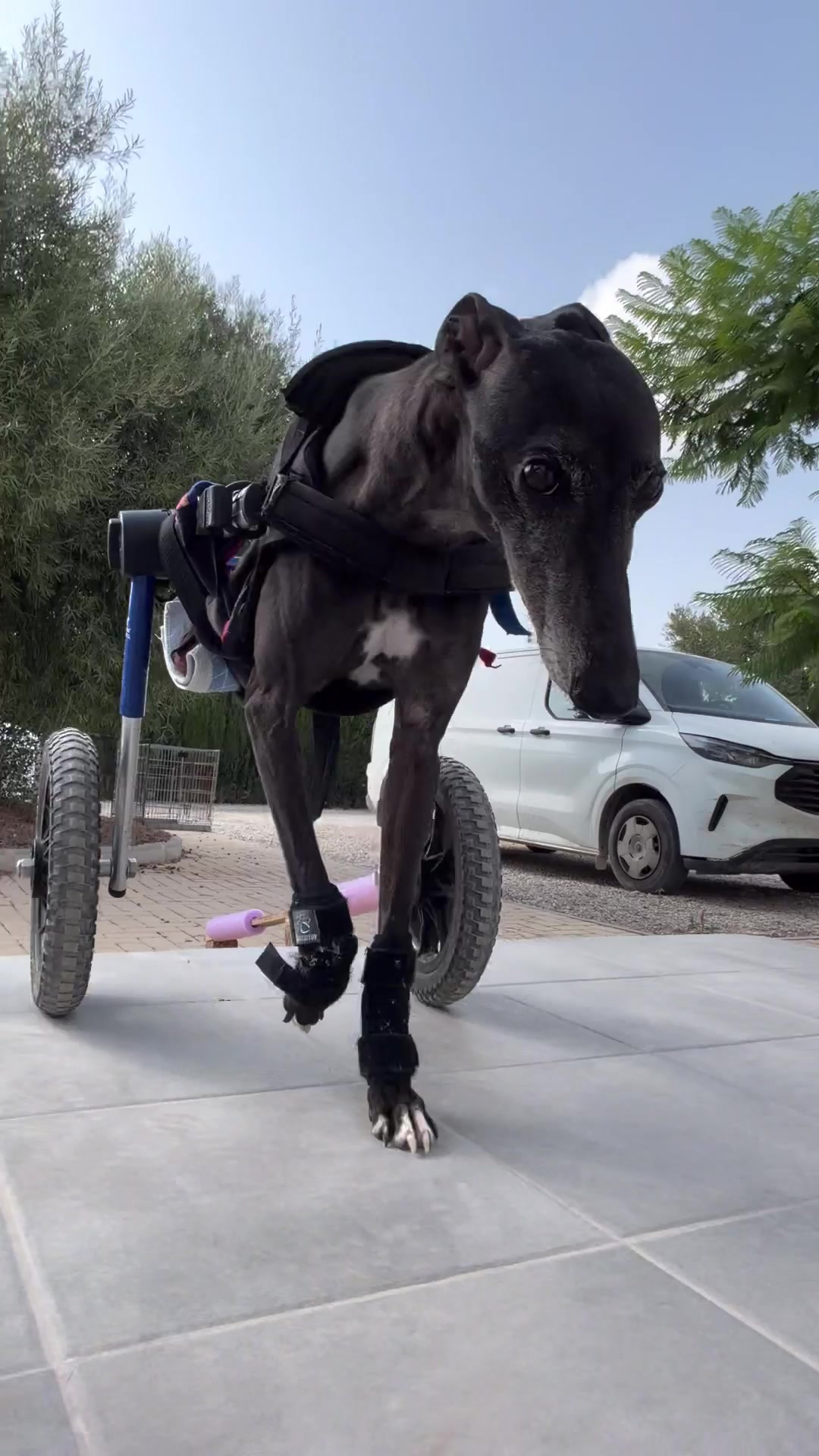 @Galgos del Sol