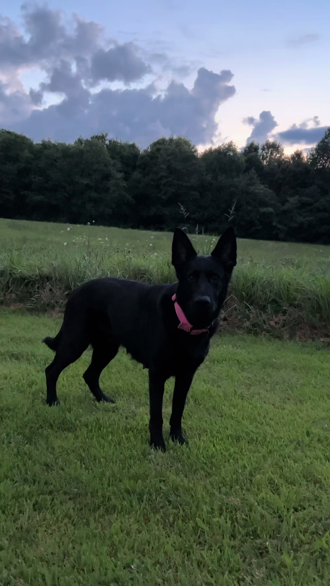 @🖤Kristin | Ironbound GSD🐾