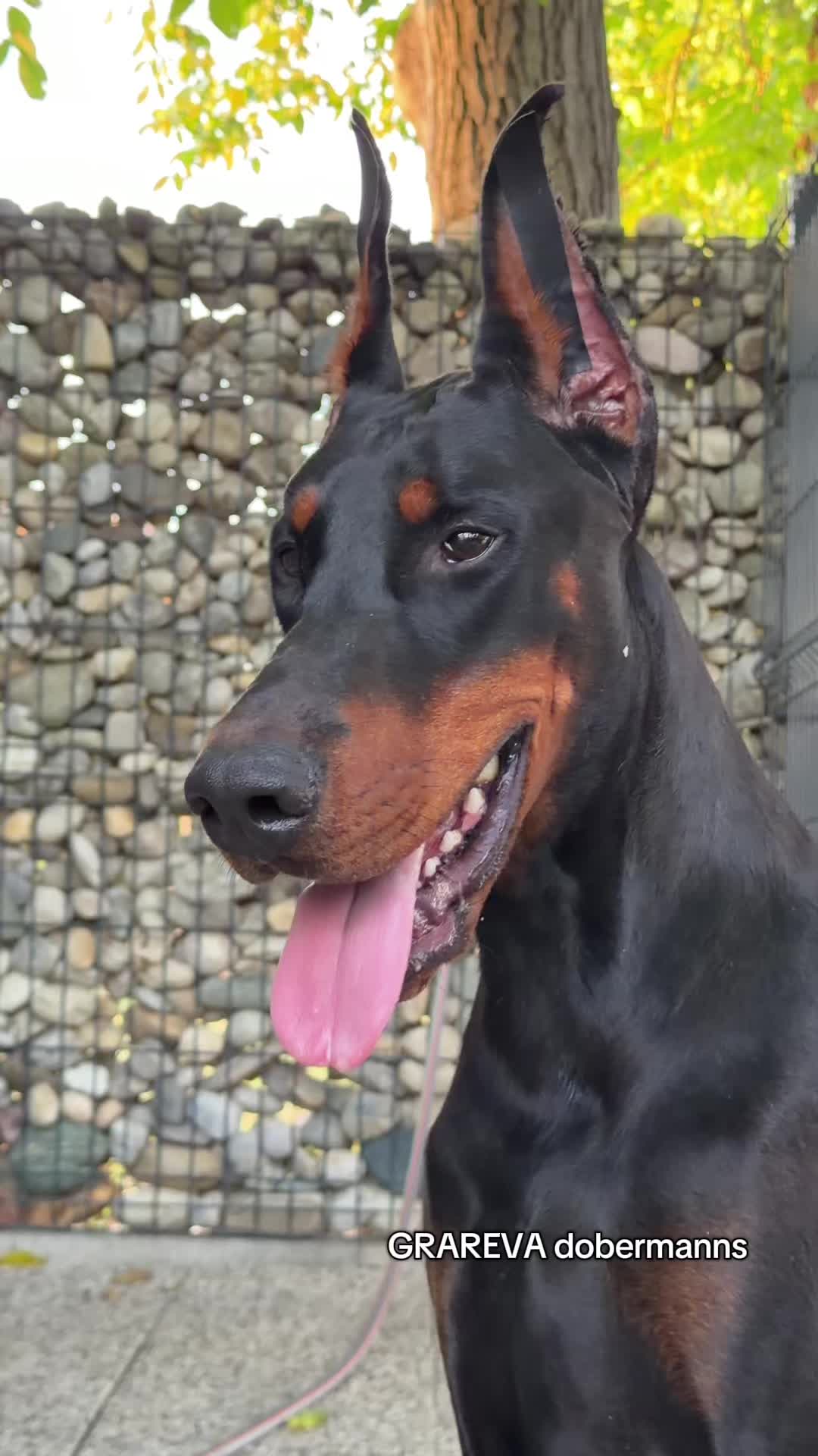 @GRAREVA dobermanns